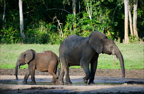 Central African Republic Elephants and Forest