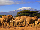 Kenya: Elephants in Kenya / Mount Kilimanjaro in Tanzania