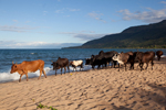 Malawi: Lake Malawi Cattle