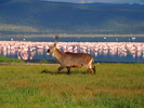 Waterbuck and Flamingos in Kenya, East Africa